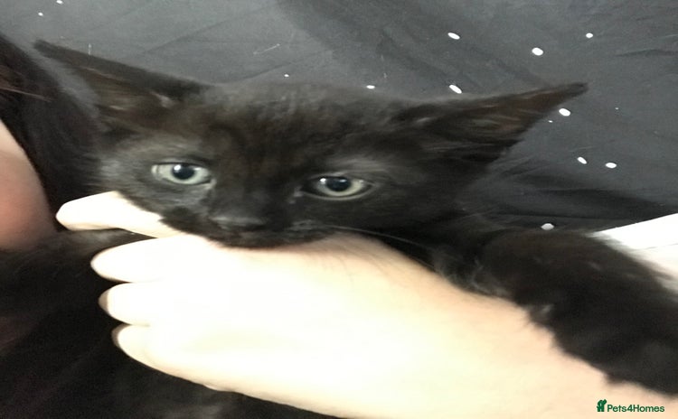 British Shorthair cats - Advert 12