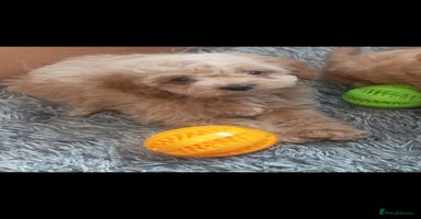 Cavapoo dogs - Advert 4