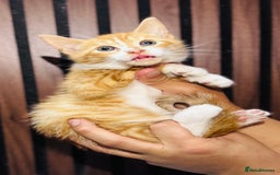 Mixed Breed cats for sale: 🎃 4 Pumpkin Gingers & 2 Phantom Kittens 👻 - Image 18