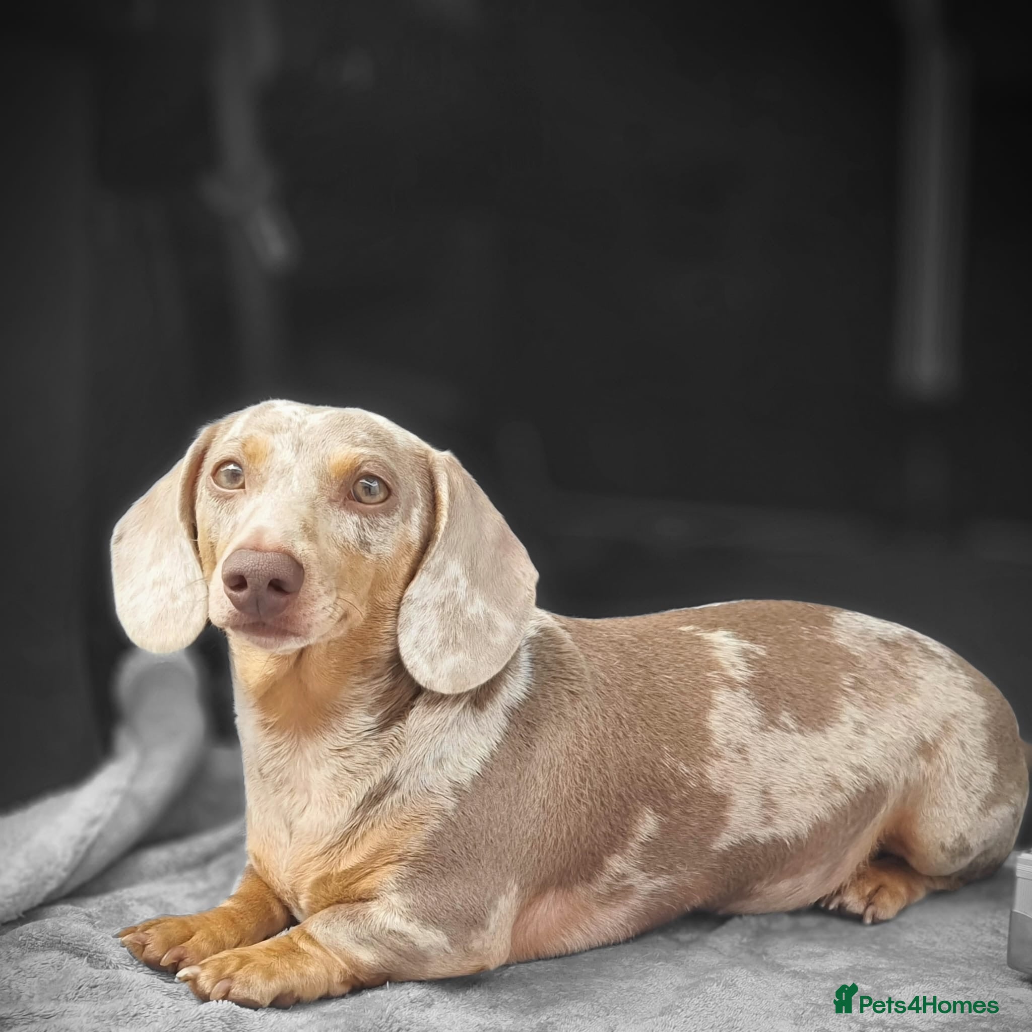 Miniature Dachshund dogs Isabella and tan dapple in Willenhall - Advert 10