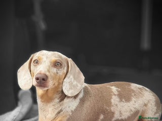 Miniature Dachshund dogs Isabella and tan dapple in Willenhall - Advert 20