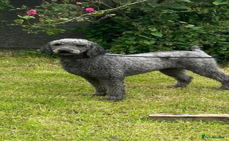 Standard Poodle dogs - Advert 4