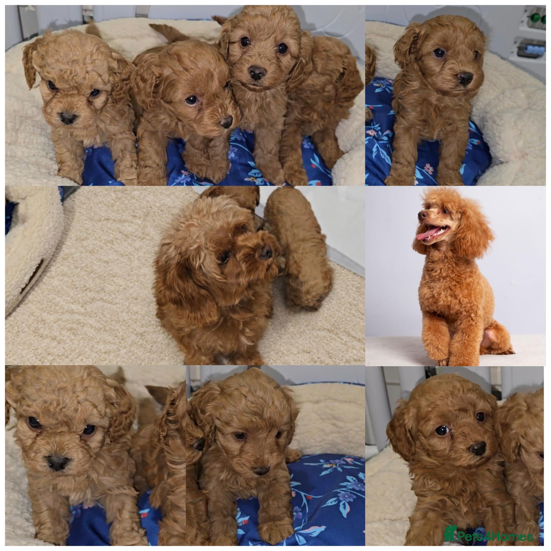 Cavapoo dogs 🐾 Beautiful Ruby Red F2B Toy Cavapoo Puppies 🐾 - Advert 10