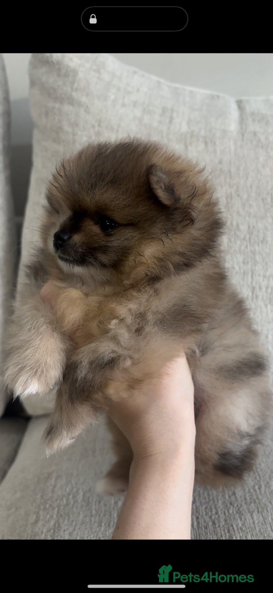 Pomeranian dogs Beautiful sable merle pomeranian boy  - Advert 14