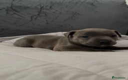 Staffordshire Bull Terrier dogs for sale: Blue Staffordshire Bull Terrier - Image 4