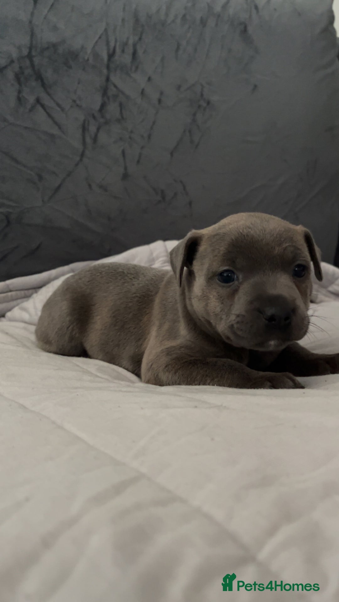 Staffordshire Bull Terrier dogs for sale: Blue Staffordshire Bull Terrier - Image 4