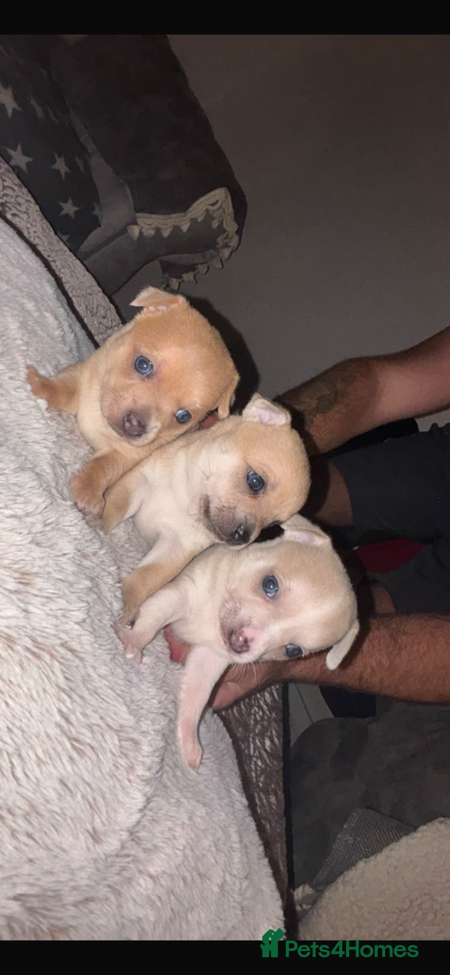 Chihuahua dogs 🌸🩵pedigree  chihuahuas 🩵🌸 - Advert 1