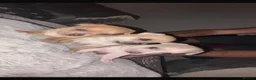Chihuahua dogs for sale: 🌸🩵pedigree  chihuahuas 🩵🌸 - Advert 1