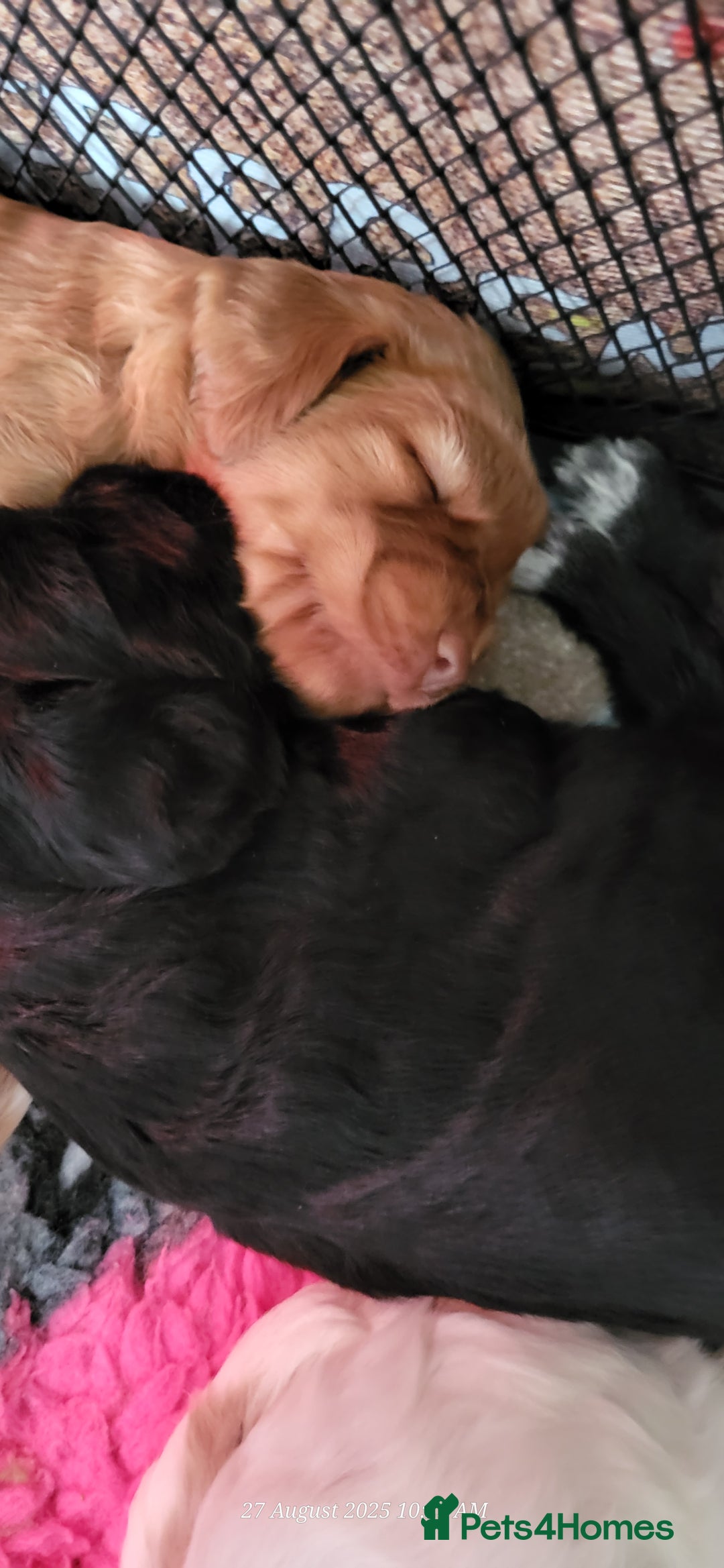 Cocker Spaniel dogs for sale: Health tested stunning litter of 6 - Image 10