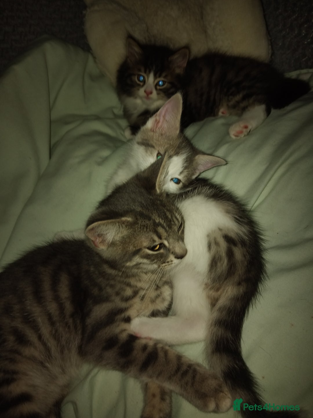 Mixed Breed cats for sale: Kittens american ringtail mixbreed  - Image 18