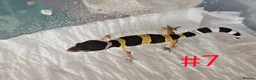 Leopard Gecko reptiles for sale: Leopard geckos available  - Advert 12