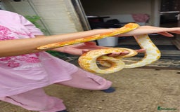 Corn Snake reptiles for sale: Corn Snakes  - Image 6