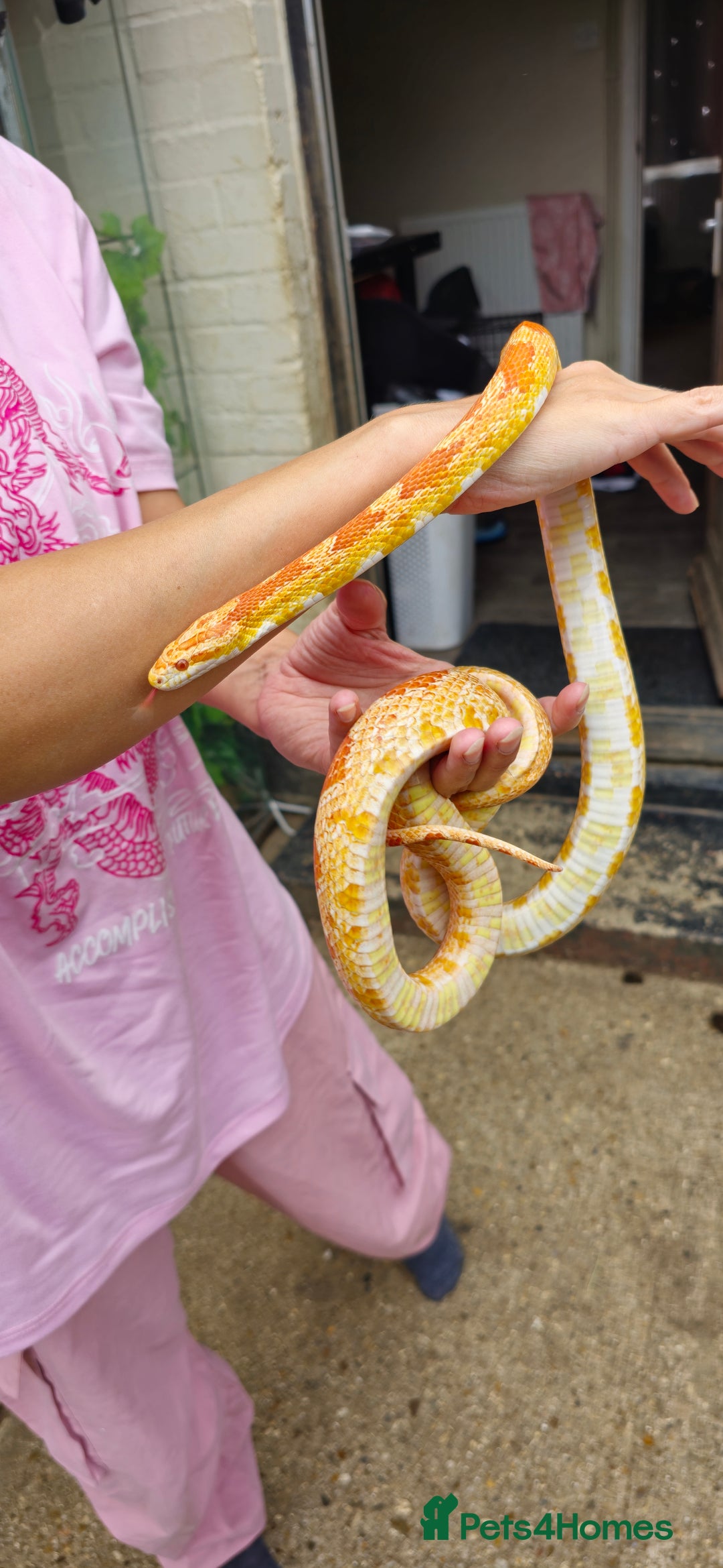 Corn Snake reptiles for sale: Corn Snakes  - Image 6
