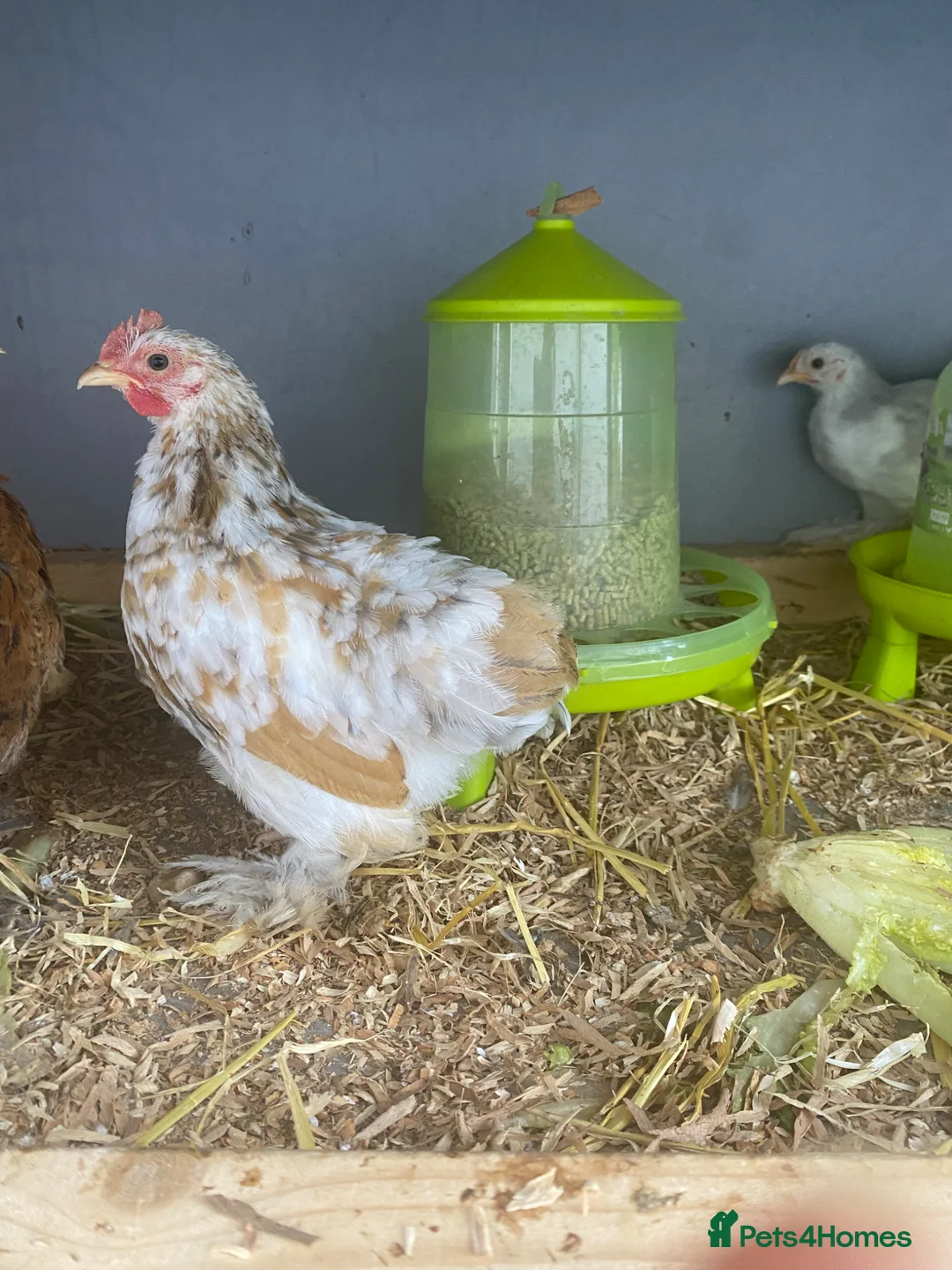 Chickens poultry for sale: 2 Pekin bantams for sale  - Advert 4