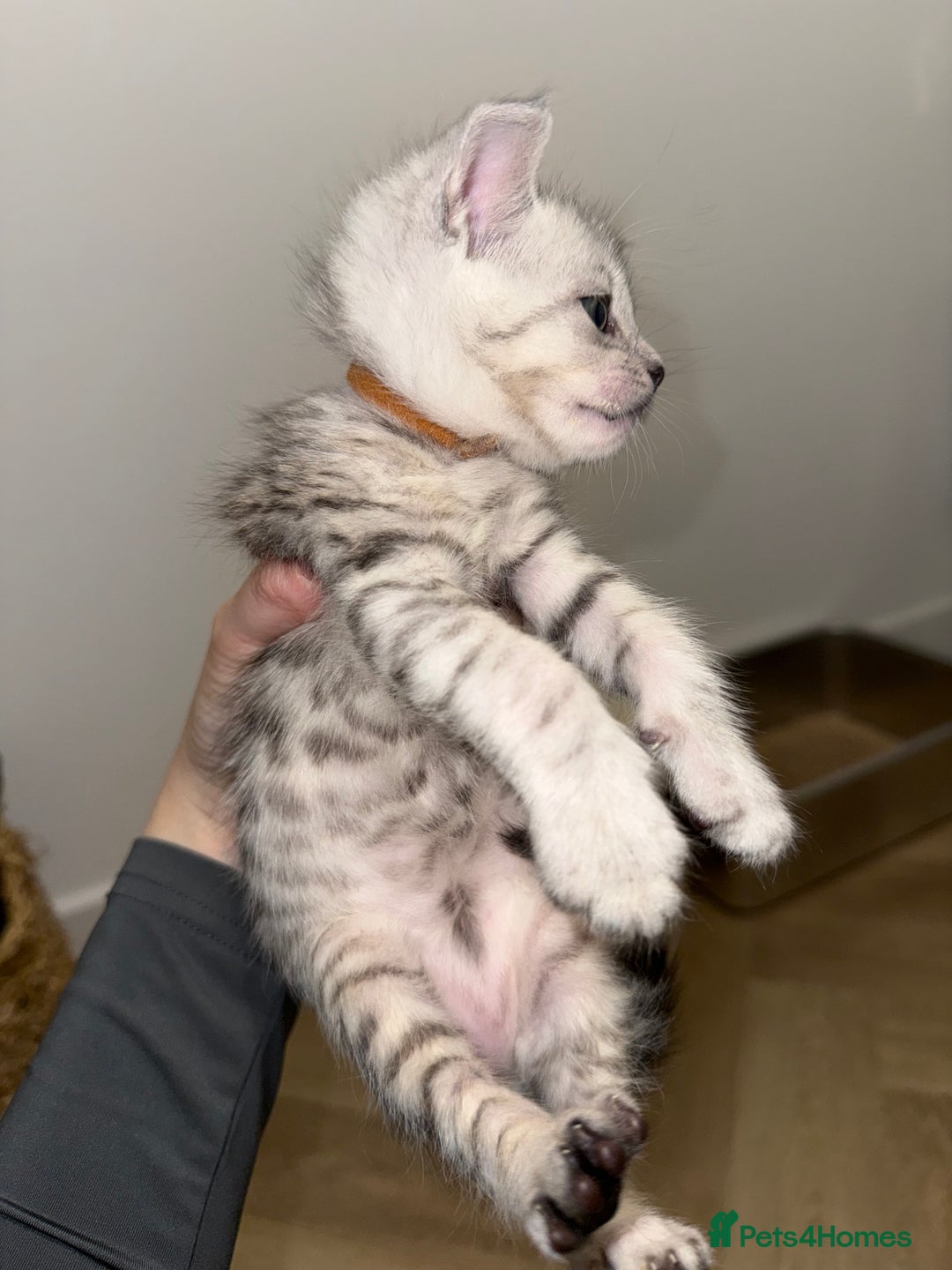 Maine Coon cats for sale: Maine Coon x Savannah Kittens - Advert 6