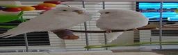 Budgerigars birds for sale: Beautiful male budgie - Advert 2
