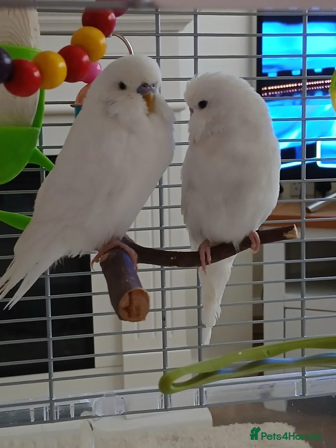 Budgerigars birds for sale: Beautiful male budgie - Advert 2