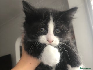 Mixed Breed cats for sale: Adorable kittens for sale! - Advert 1