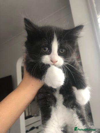 Mixed Breed cats Adorable kittens for sale! - Advert 2