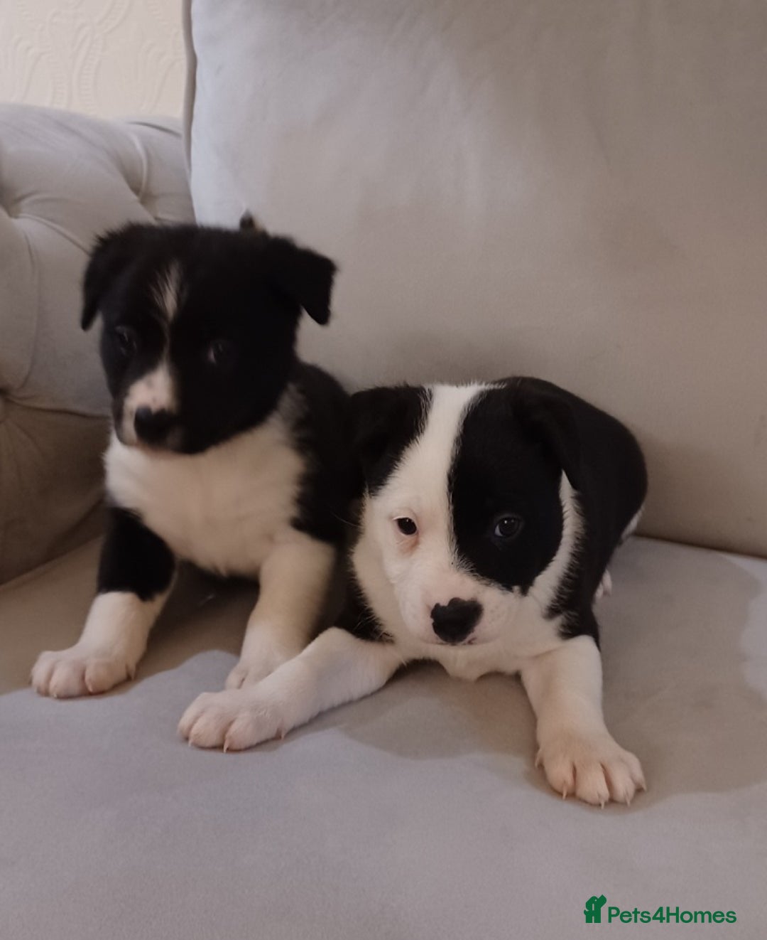 Border Collie dogs for sale: PBC Puppies - Border collie  - Advert 11