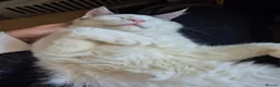 Maine Coon cats for sale: Stunning Pure Maine Coon Kitten - Advert 23