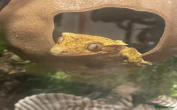 Gecko reptiles for sale: Part pinstripe harlequin female with full setup - Image 4