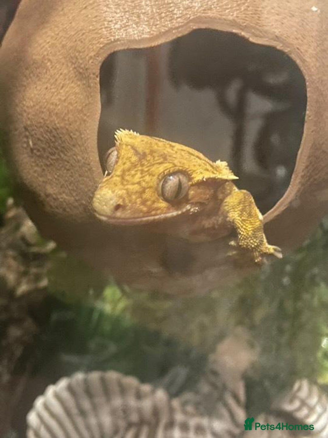 Gecko reptiles for sale: Part pinstripe harlequin female with full setup - Image 4