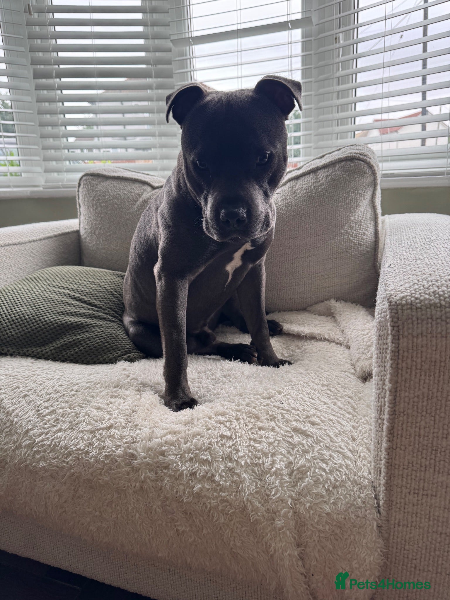 Staffordshire Bull Terrier dogs Staffordshire bull terrier For Sale - Advert 2