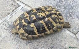 Hermann Tortoise reptiles for sale: Adult Female Hermann Tortoises x 4  - Image 6