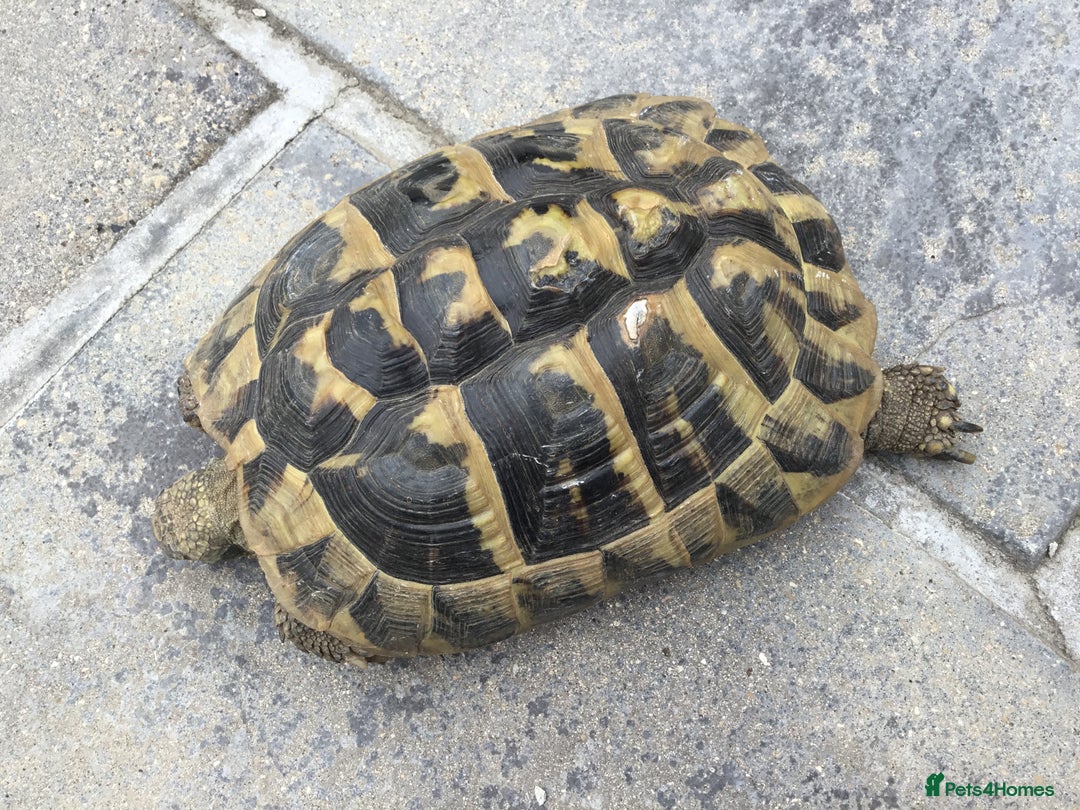 Hermann Tortoise reptiles for sale: Adult Female Hermann Tortoises x 4  - Image 6