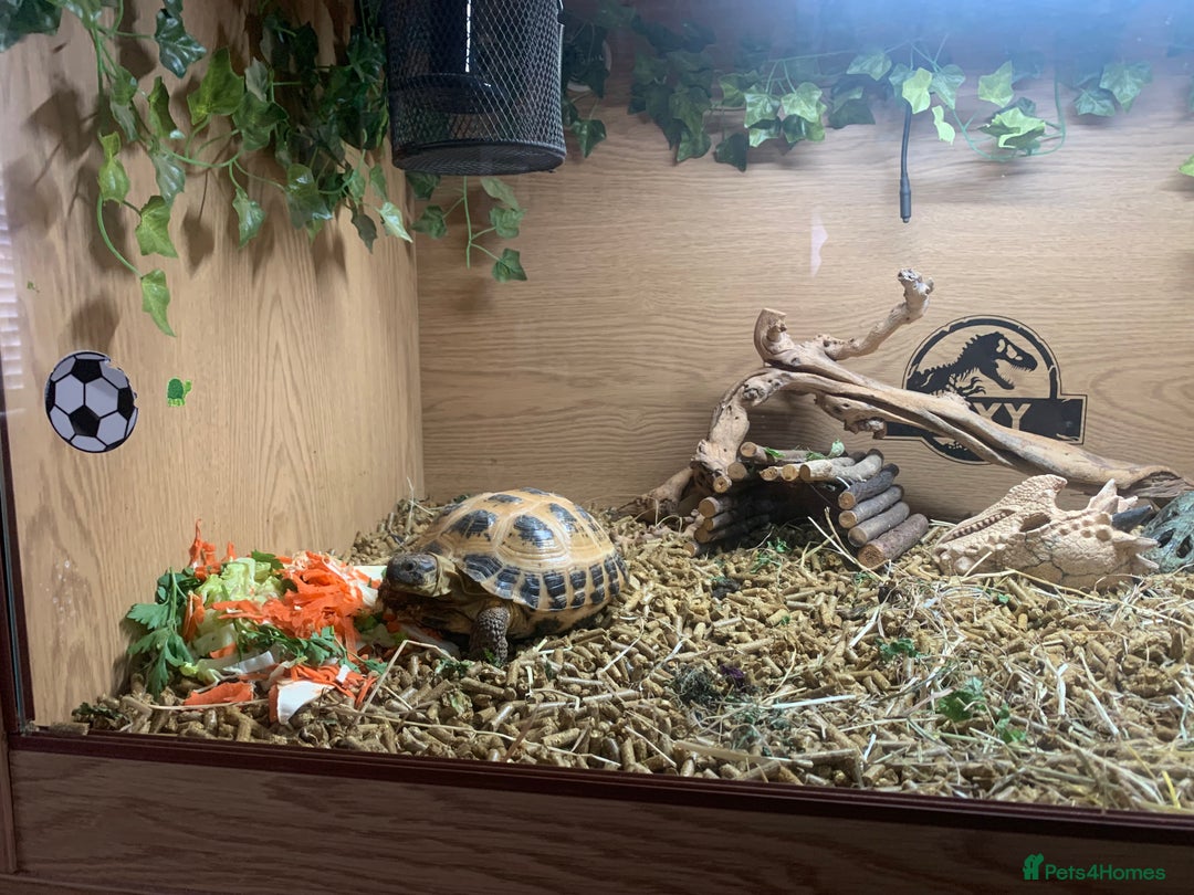 Tortoise reptiles for sale: Russian tortoise (Horsefield) - Image 2