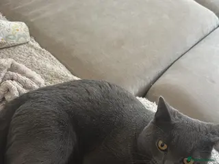 British Shorthair cats Male Blue cat - Advert 1