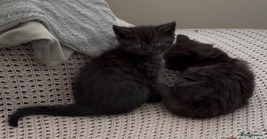 Domestic Shorthair cats *ONE AVAILABLE* GORGEOUS FLUFFY DARK TABBY KITTENS - Advert 11