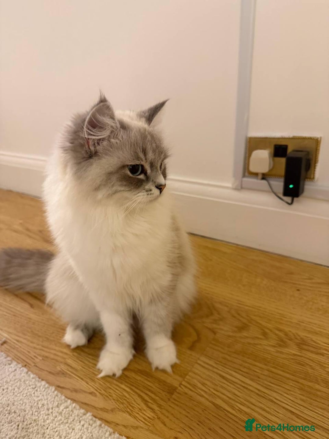 Siberian cats for sale: Rare Siberian Cats Available😻💯 - Advert 30