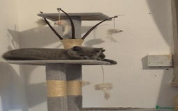 British Shorthair cats for sale: 3 British shorthair kittens  - Image 3