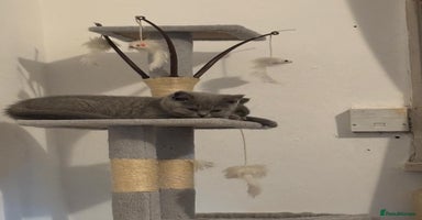 British Shorthair cats - Advert 6