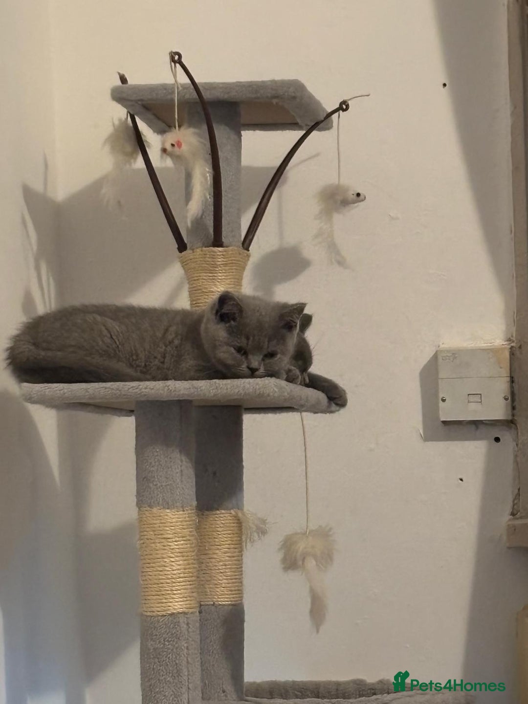 British Shorthair cats for sale: 3 British shorthair kittens  - Image 3