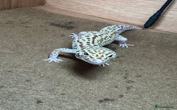 Leopard Gecko reptiles for sale: Female Leopard Gecko  - Image 2
