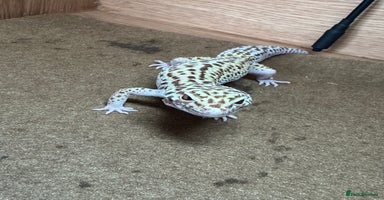 Leopard Gecko reptiles - Advert 4