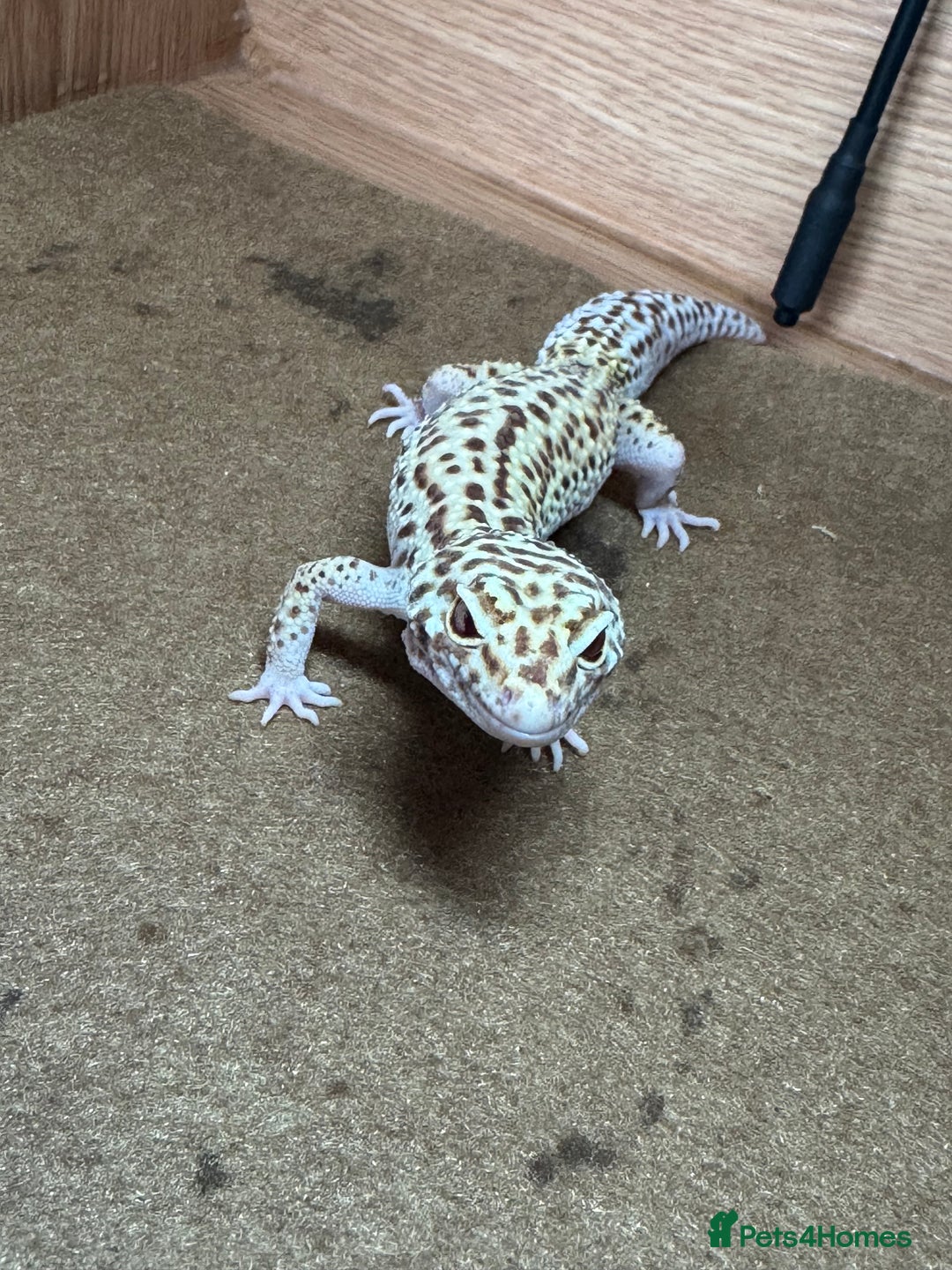 Leopard Gecko reptiles for sale: Female Leopard Gecko  - Image 2