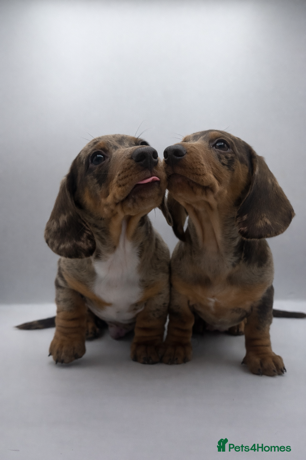 Miniature Dachshund dogs KC Reg Mini Dachshund Puppies Chocolate Dapple  - Advert 2