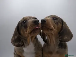 Miniature Dachshund dogs KC Reg Mini Dachshund Puppies Chocolate Dapple - Advert 2
