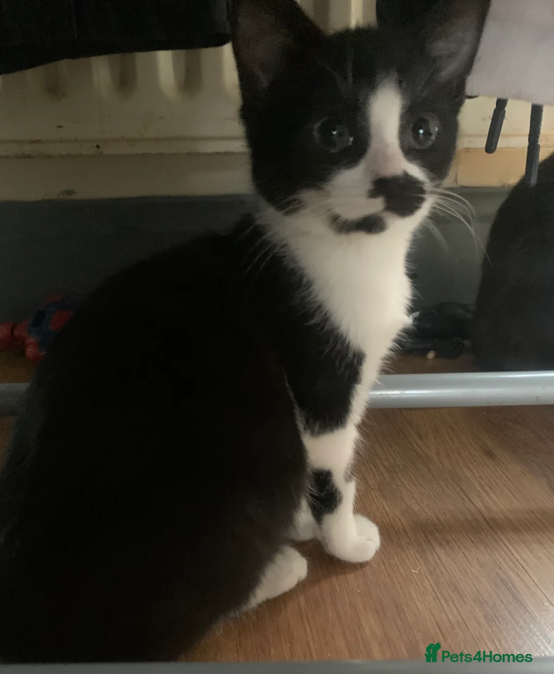 Mixed Breed cats for sale: Little girl is looking for home - Advert 4