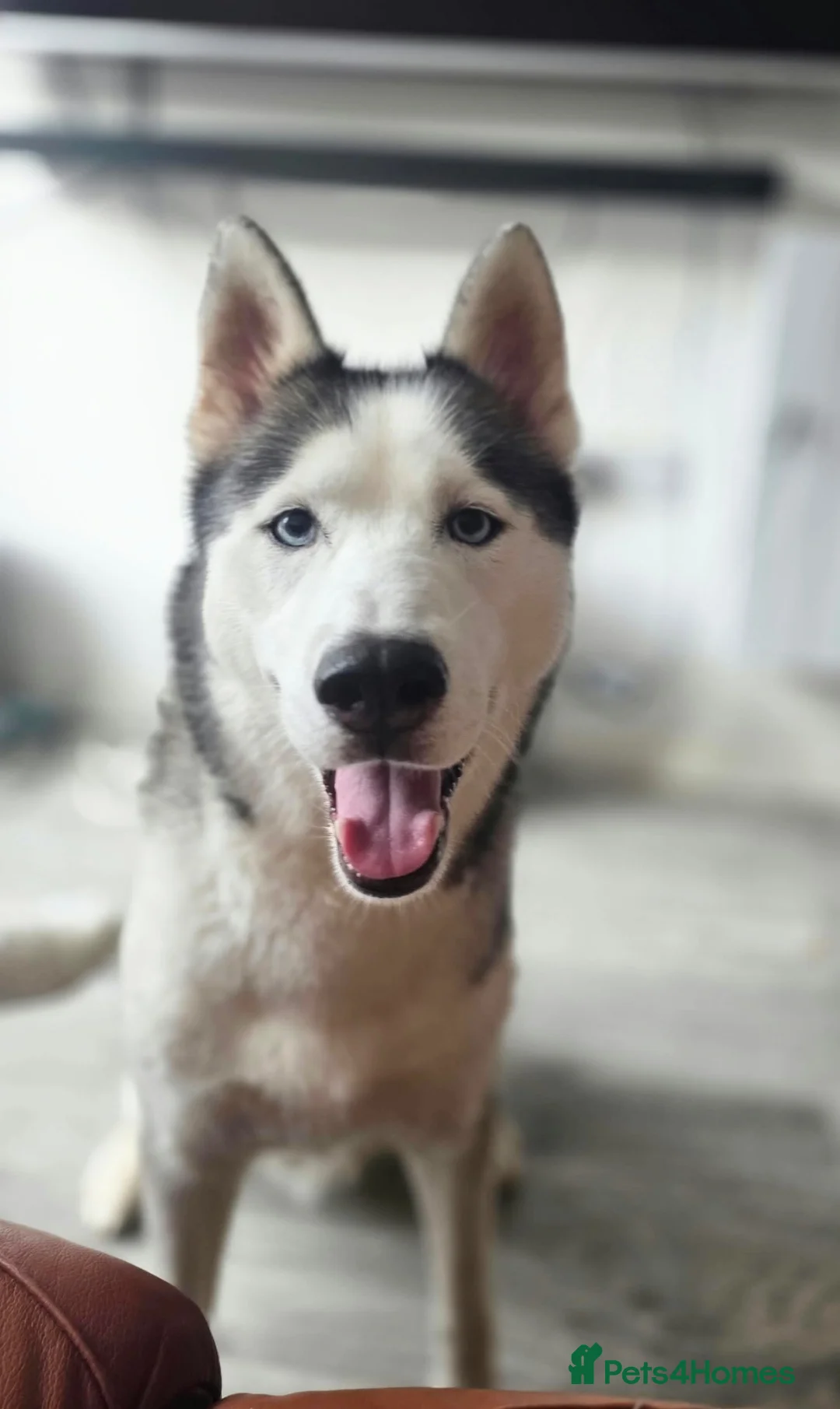 Siberian Husky dogs for sale: Beautiful Siberian husky female - Advert 2
