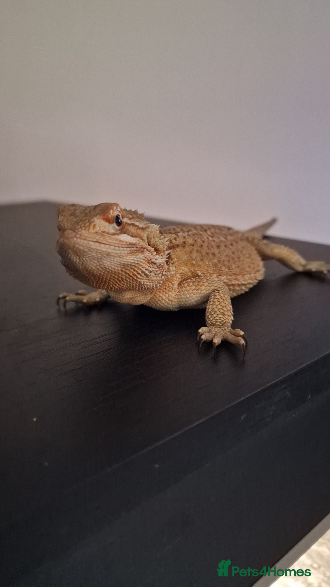 Bearded Dragon reptiles 1 yr old Female Bearded dragon. - Advert 1