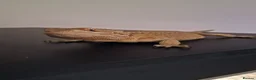 Bearded Dragon reptiles for sale: 1 yr old Female Bearded dragon. - Advert 1