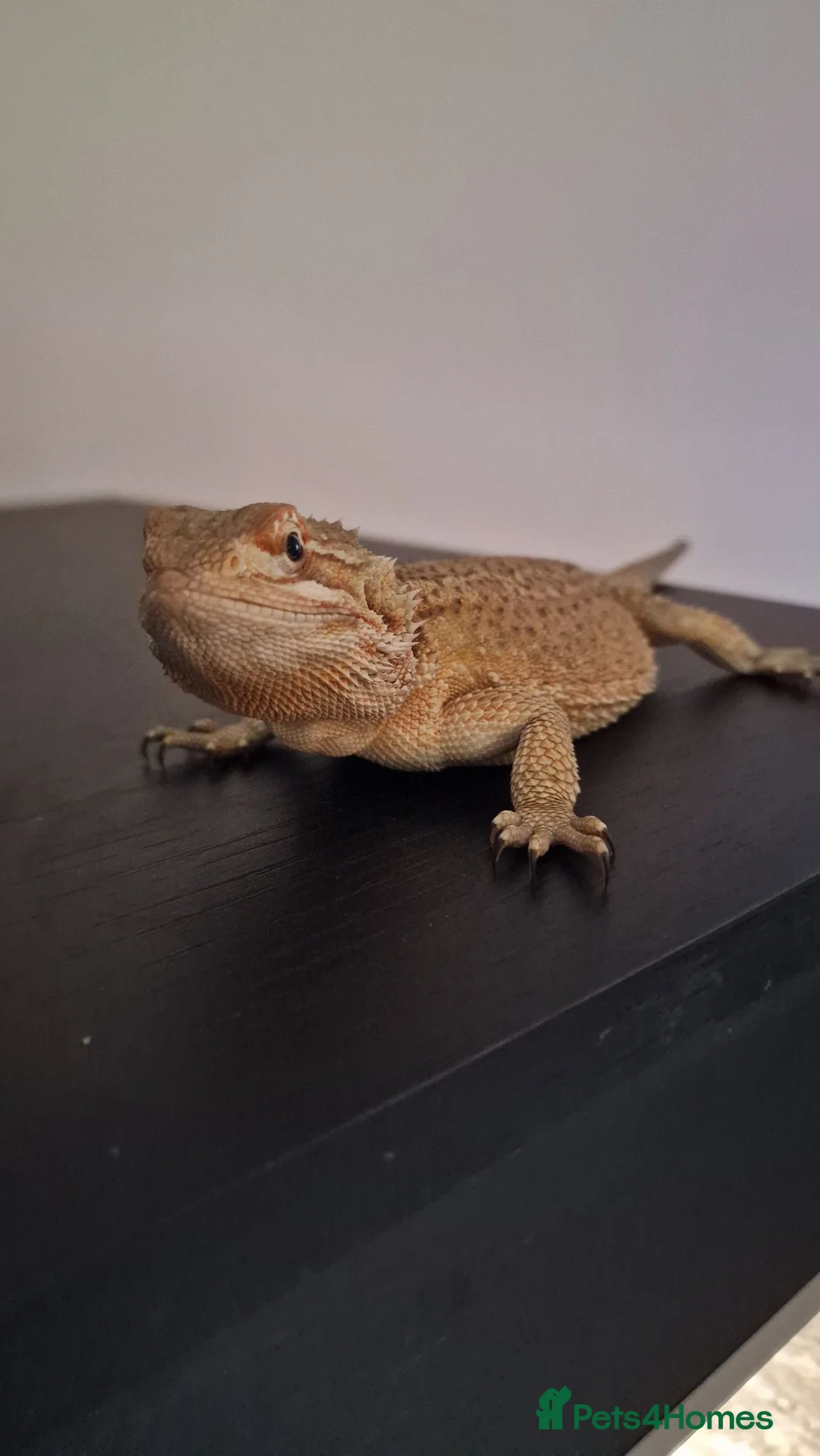 Bearded Dragon reptiles for sale: 1 yr old Female Bearded dragon. - Advert 1