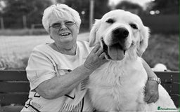Golden Retriever dogs for stud: At Stud to Approved Bitches - Image 1