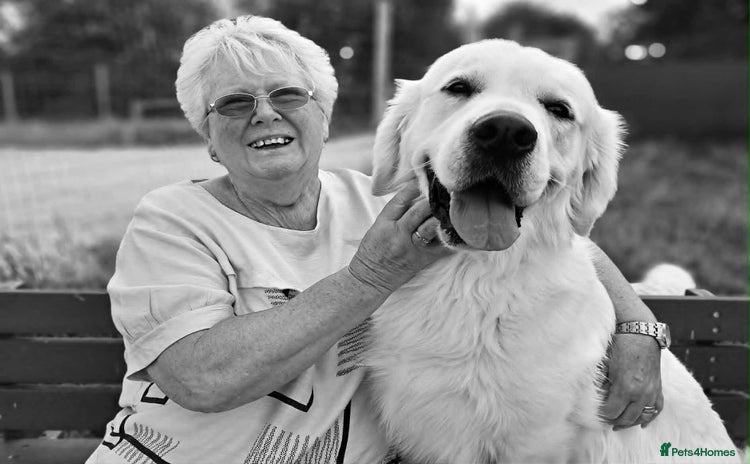 Golden Retriever dogs - Advert 2