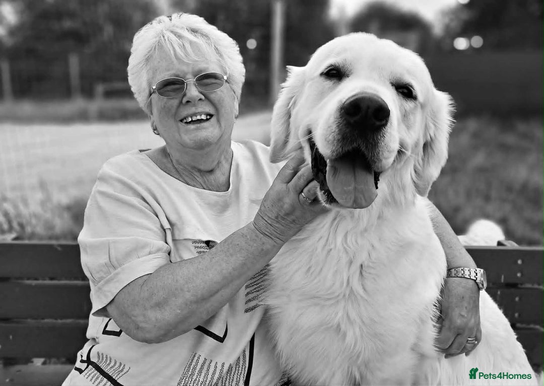 Golden Retriever dogs for stud: At Stud to Approved Bitches - Image 1